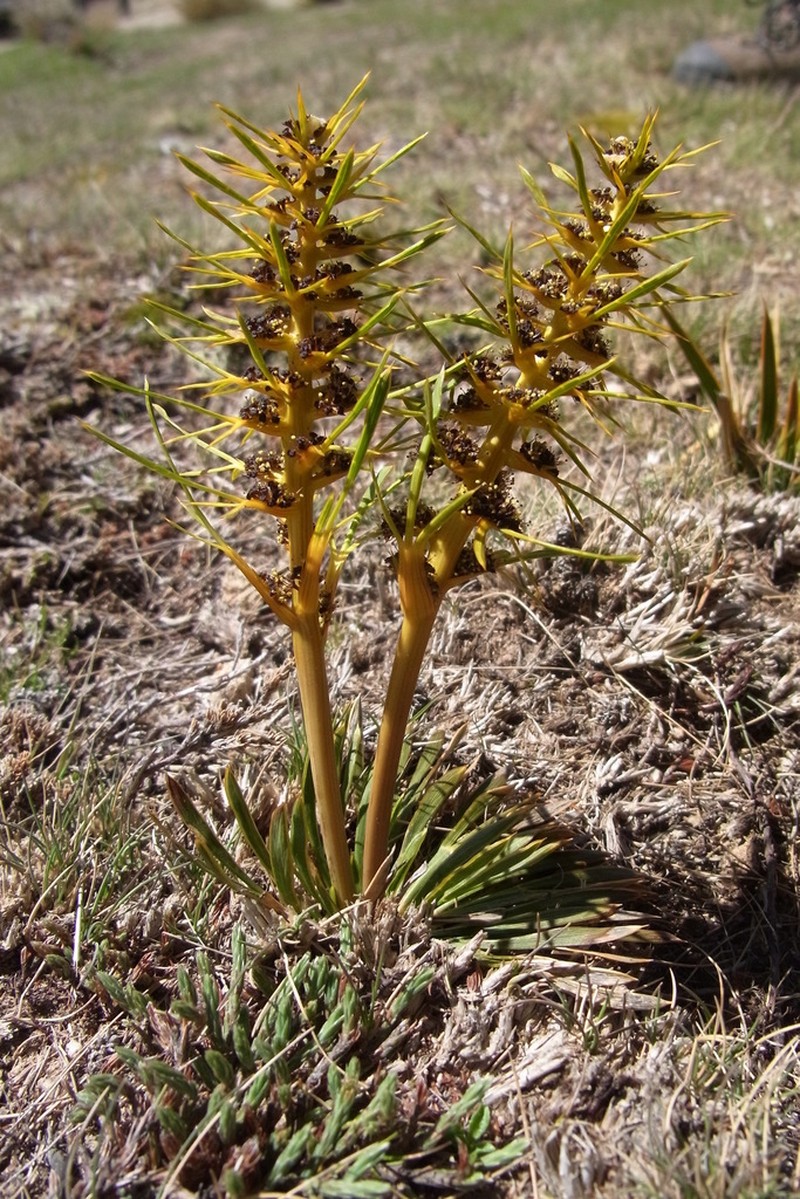 Aciphylla hectori photo 3