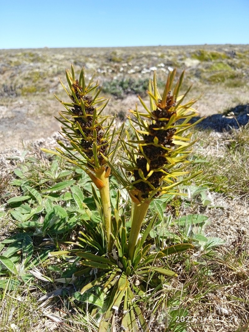 Aciphylla hectori photo 4