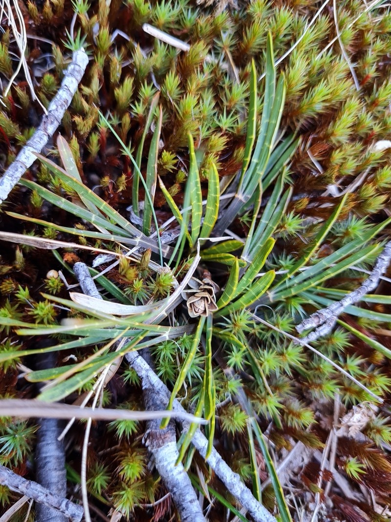 Aciphylla hectori photo 5