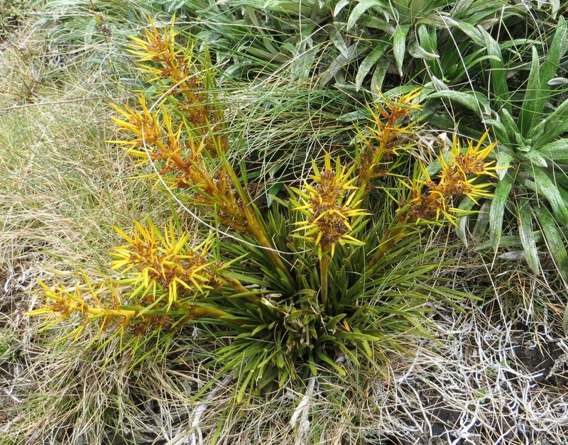 Aciphylla hectori photo 6