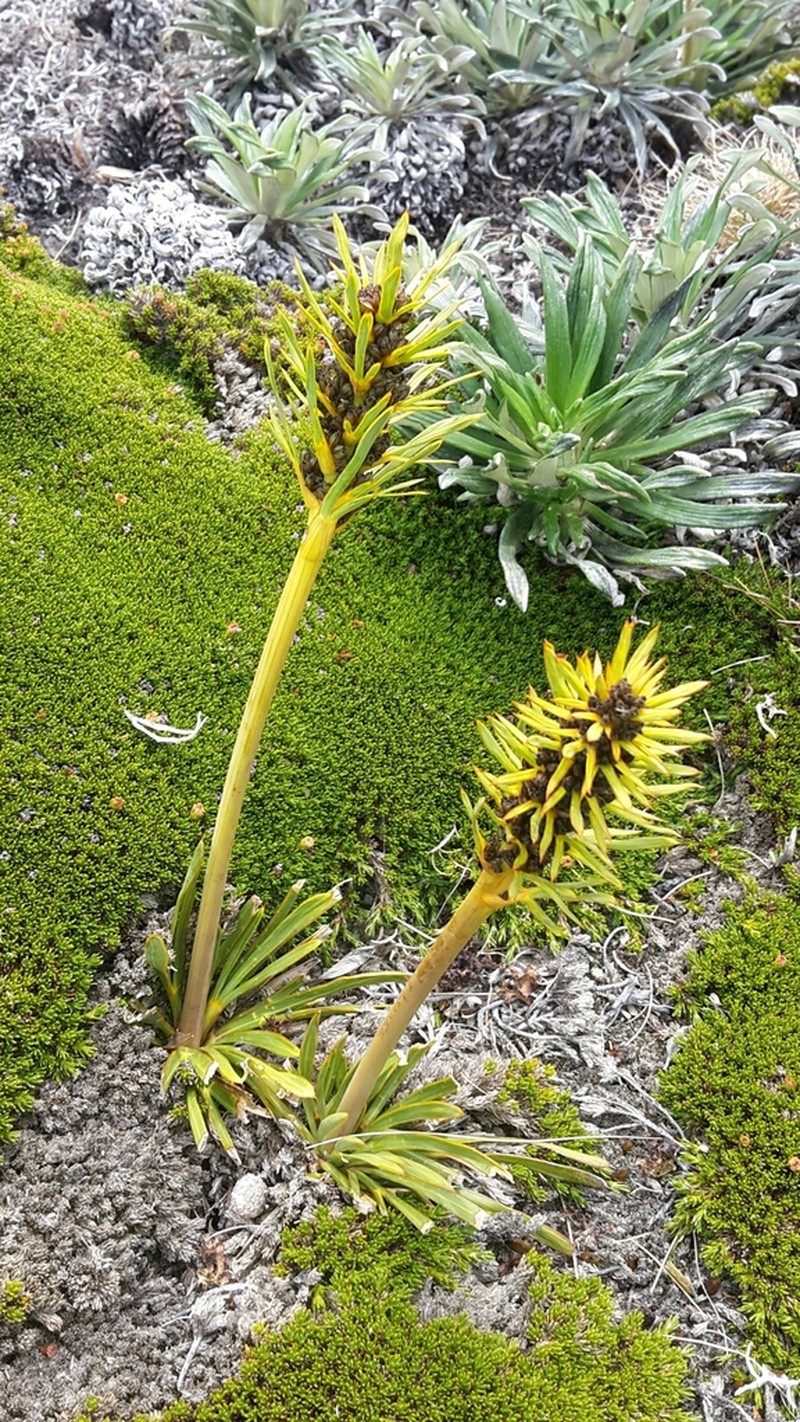 Aciphylla hectori photo 7