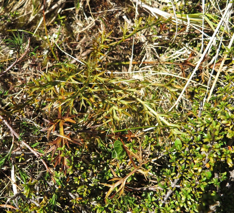 Aciphylla hookeri photo 2