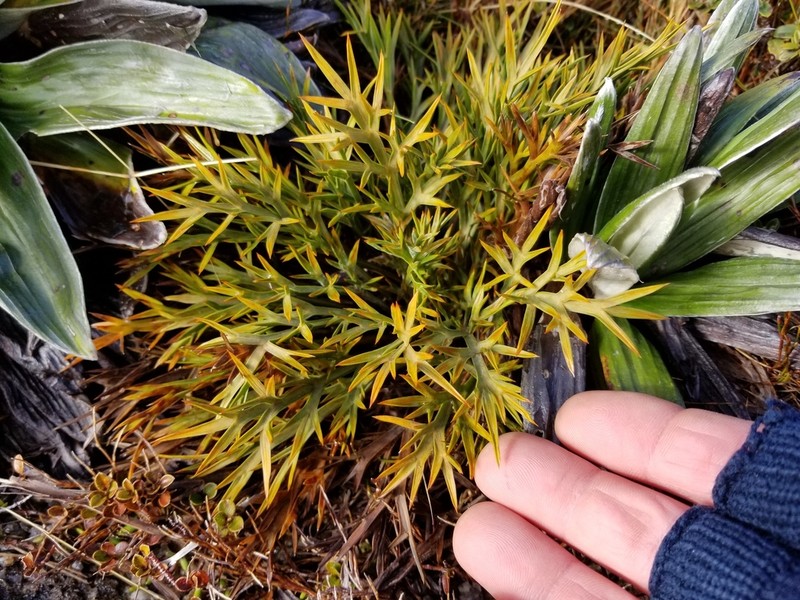 Aciphylla hookeri photo 3