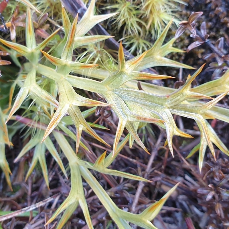 Aciphylla hookeri photo 4