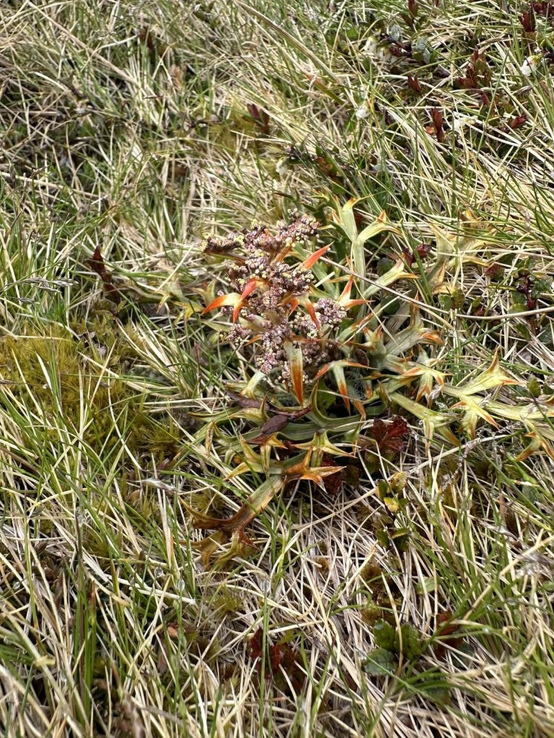 Aciphylla hookeri photo 5
