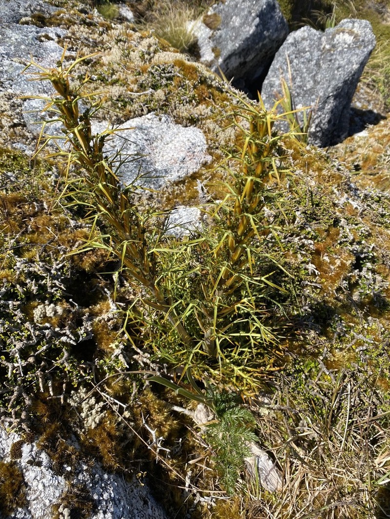 Aciphylla hookeri photo 6