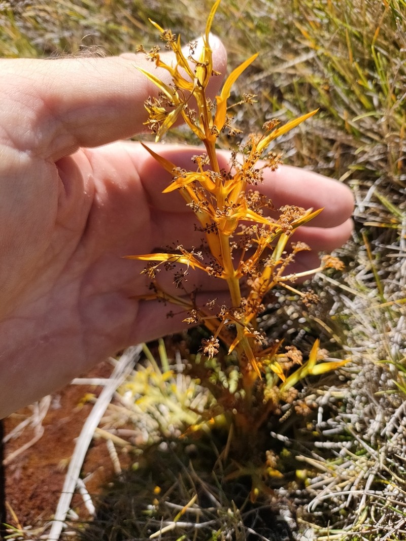 Aciphylla hookeri photo 7