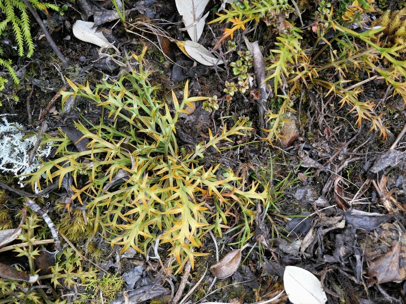 Aciphylla hookeri photo 8