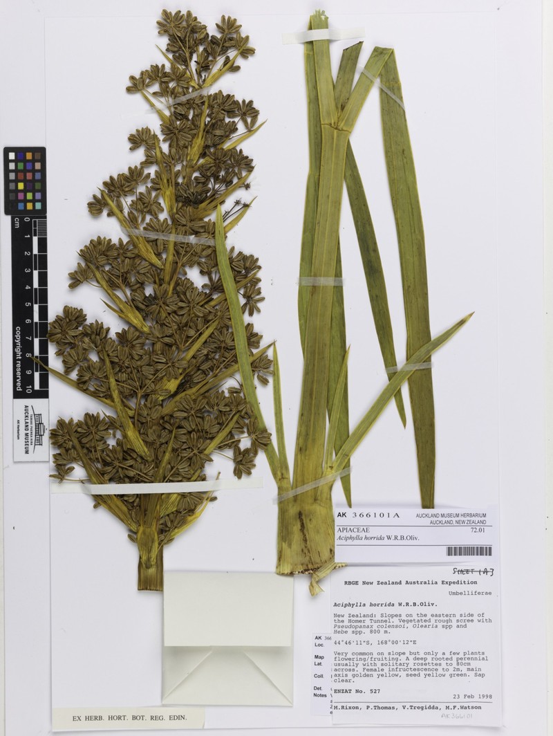 Aciphylla horrida