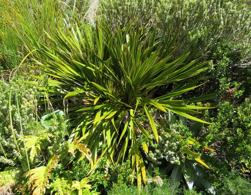 Aciphylla horrida photo 3