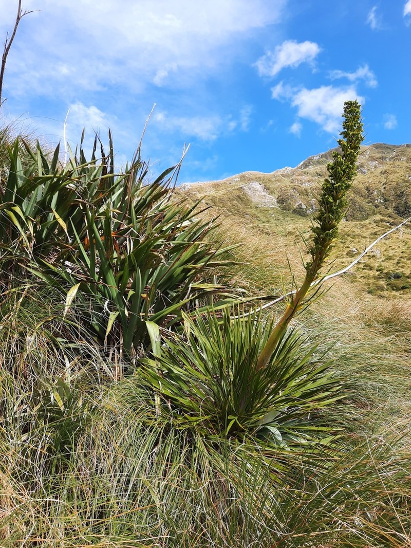 Aciphylla horrida photo 4