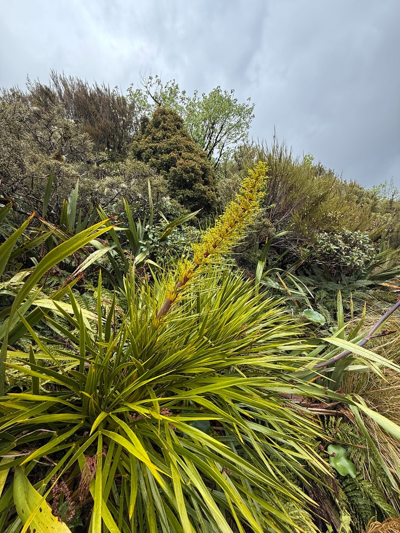 Aciphylla horrida photo 6