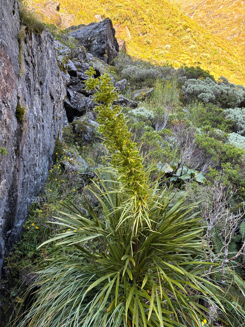 Aciphylla horrida photo 7