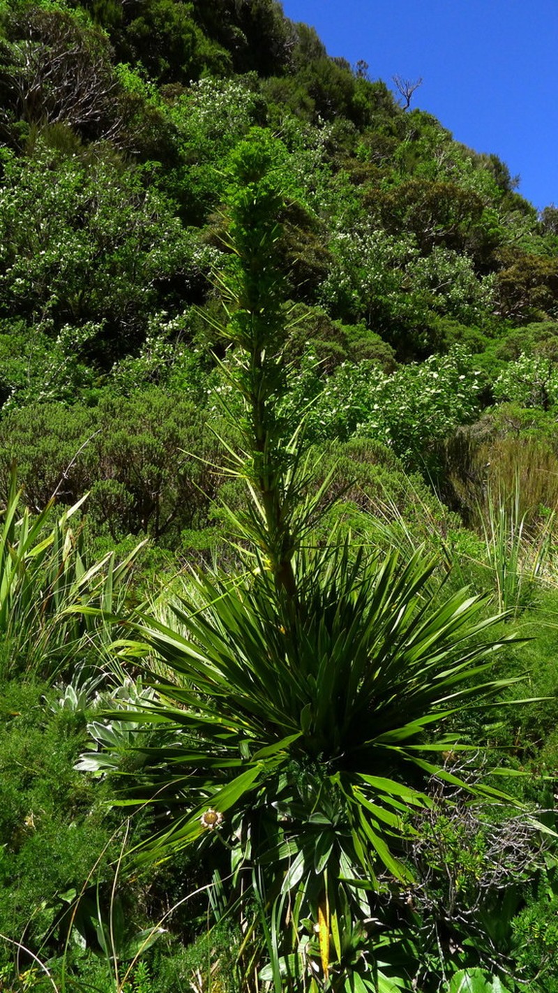 Aciphylla horrida photo 8