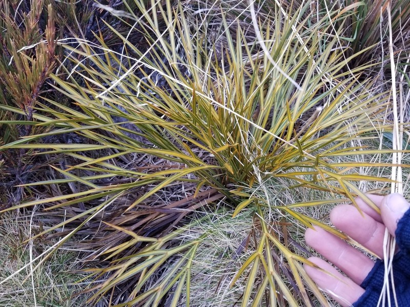 Aciphylla indurata