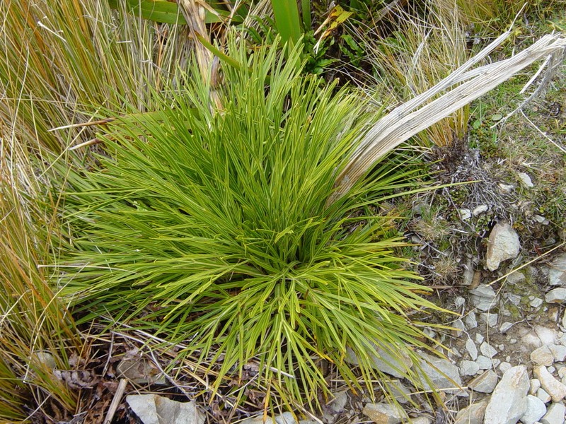 Aciphylla indurata photo 2