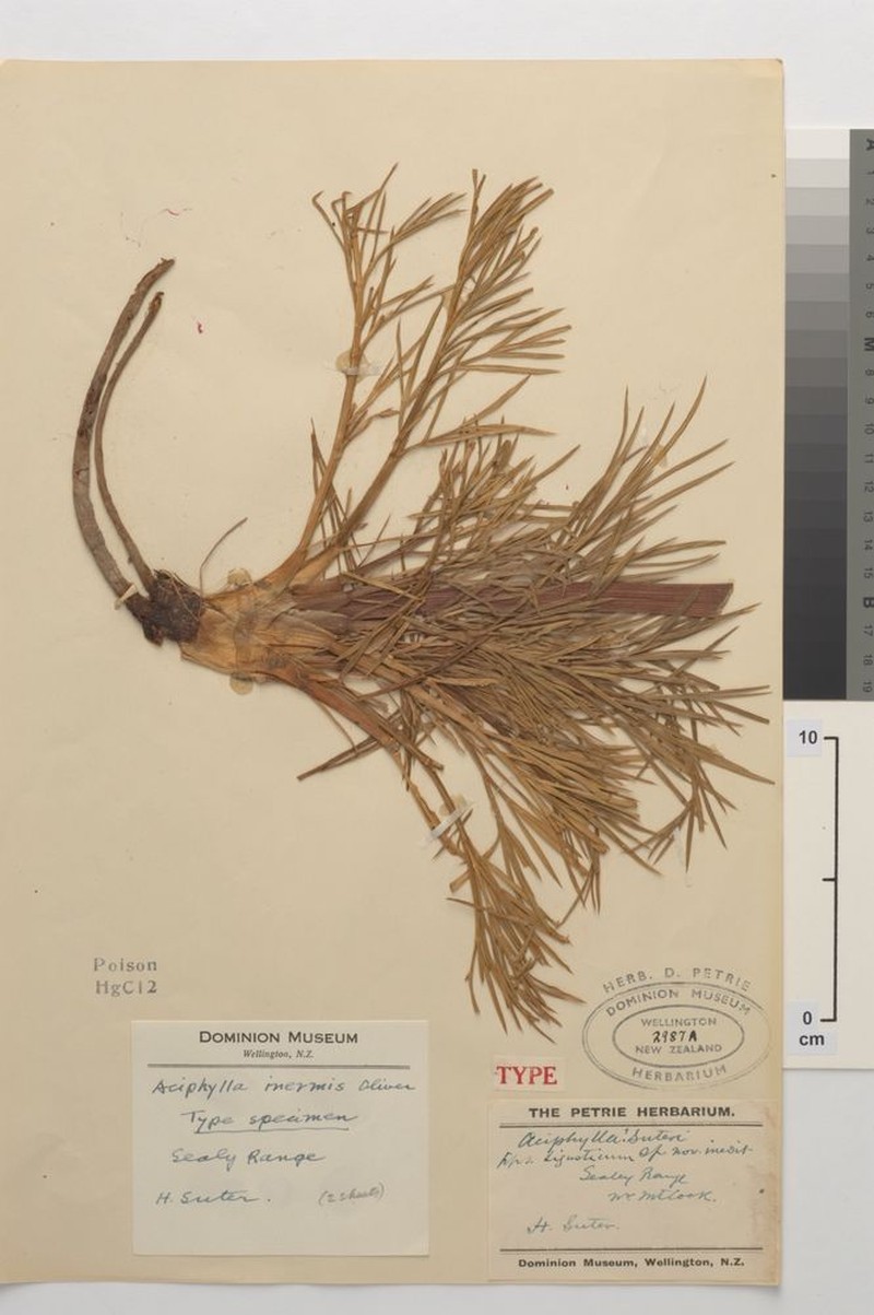 Aciphylla inermis