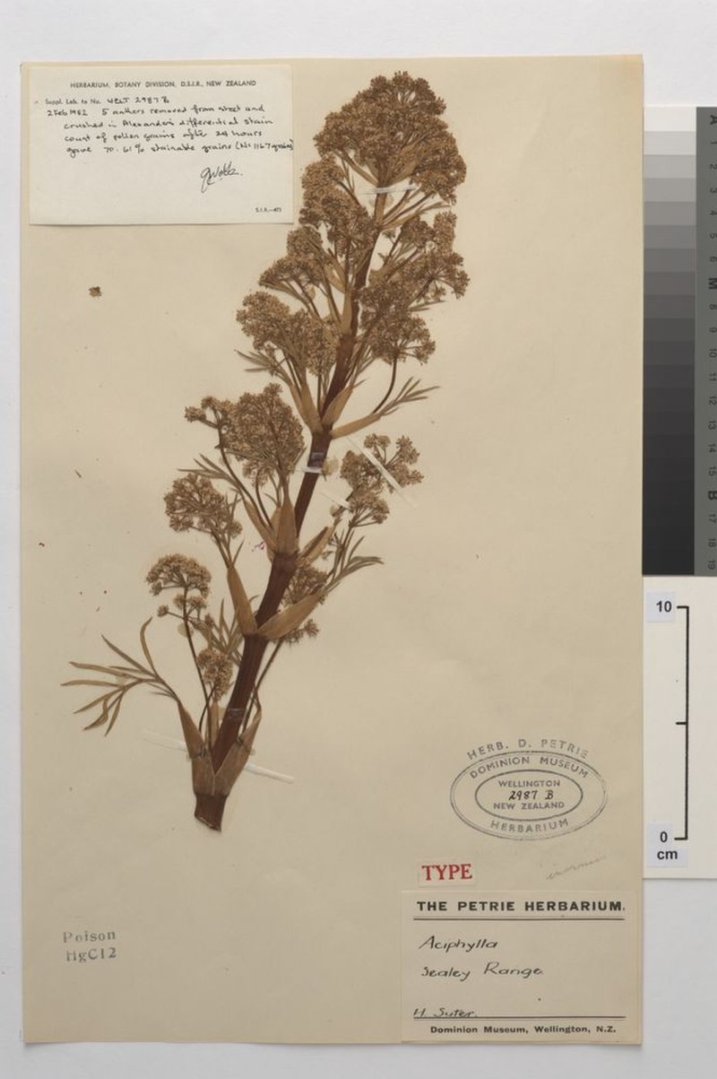 Aciphylla inermis photo 2