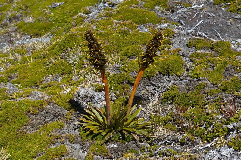 Aciphylla kirkii