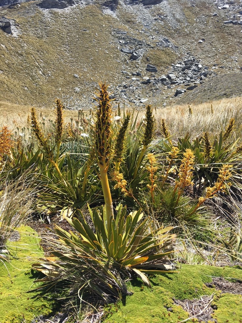 Aciphylla kirkii photo 2