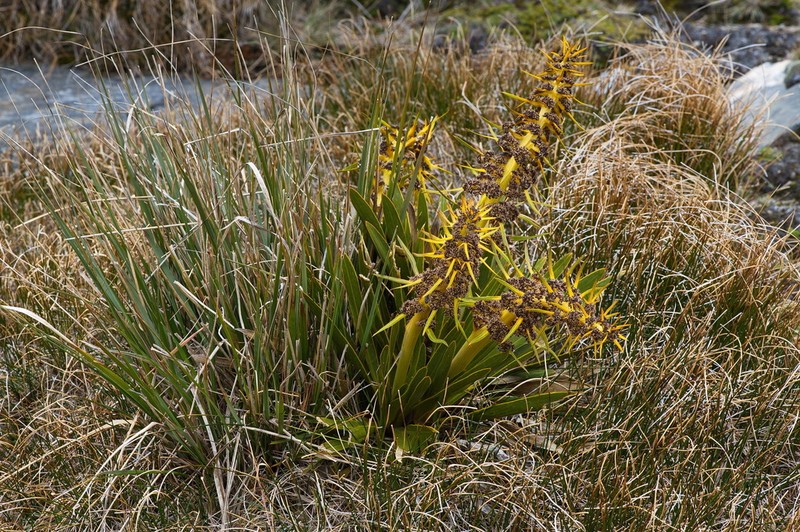 Aciphylla kirkii photo 3