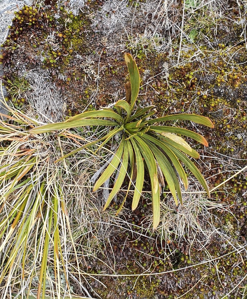 Aciphylla kirkii photo 4