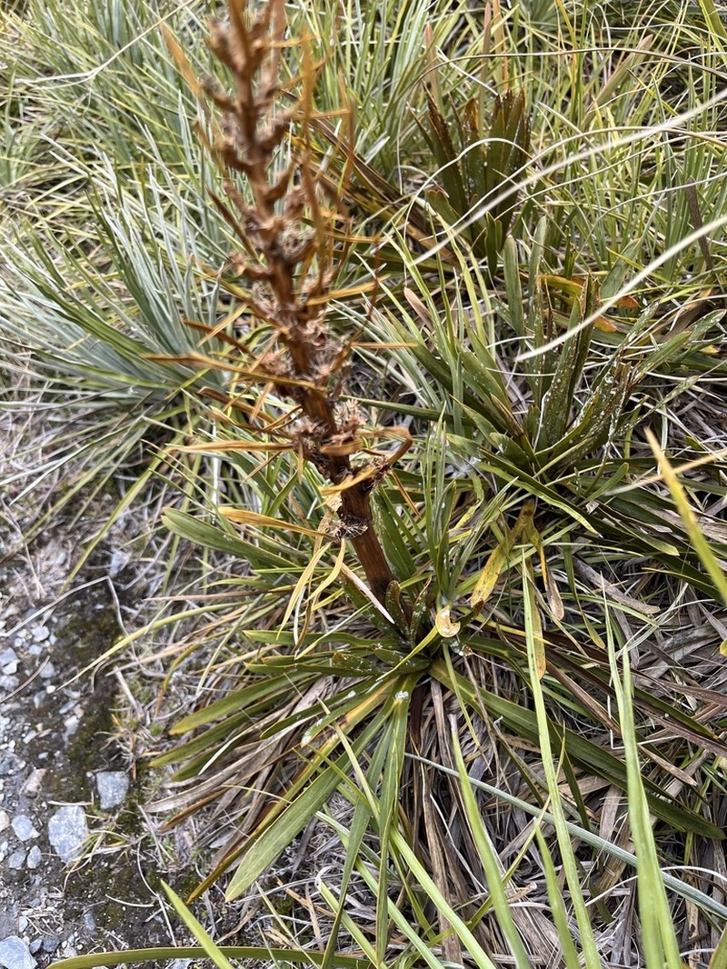 Aciphylla kirkii photo 5