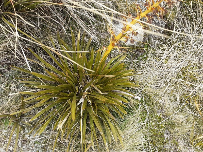 Aciphylla kirkii photo 6