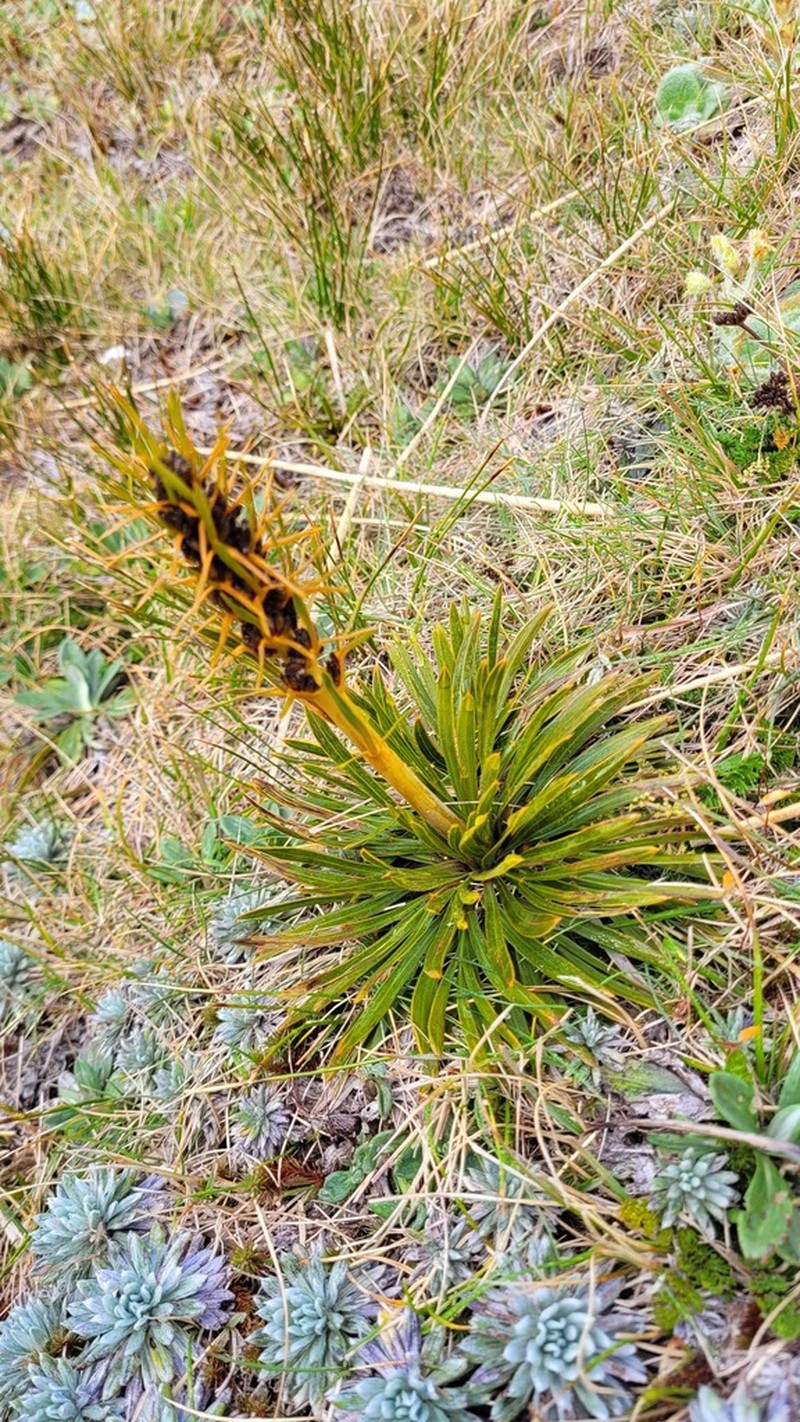Aciphylla kirkii photo 7