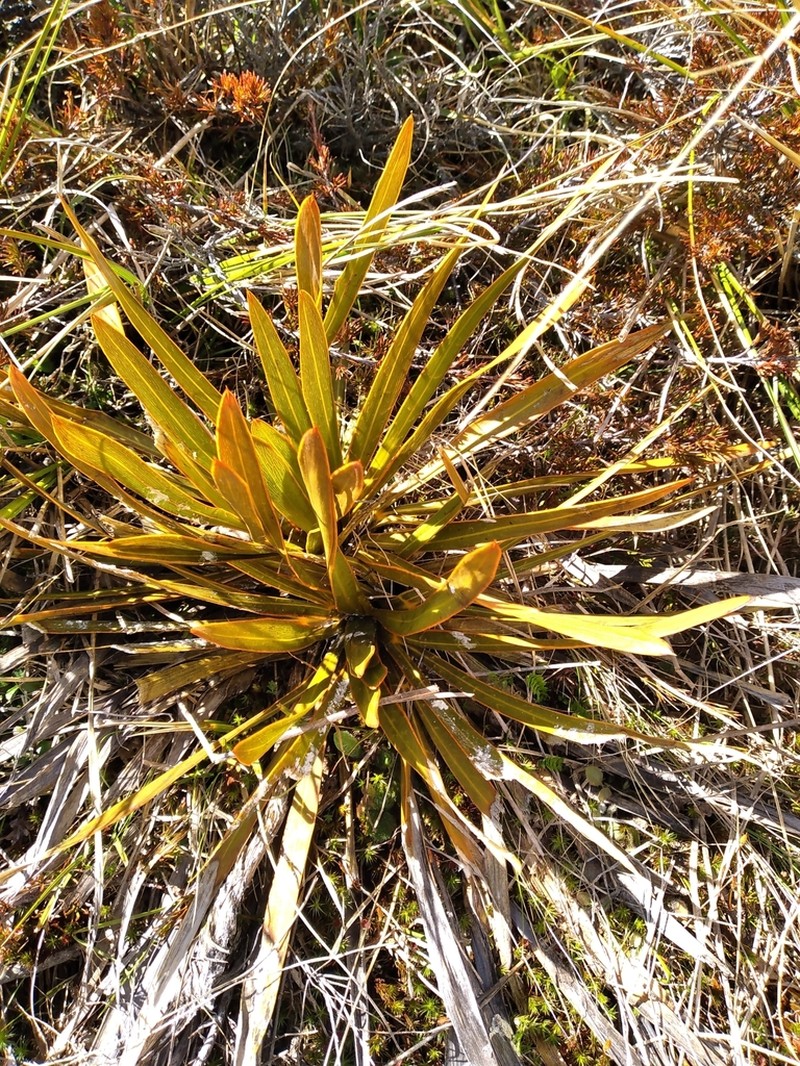 Aciphylla kirkii photo 8