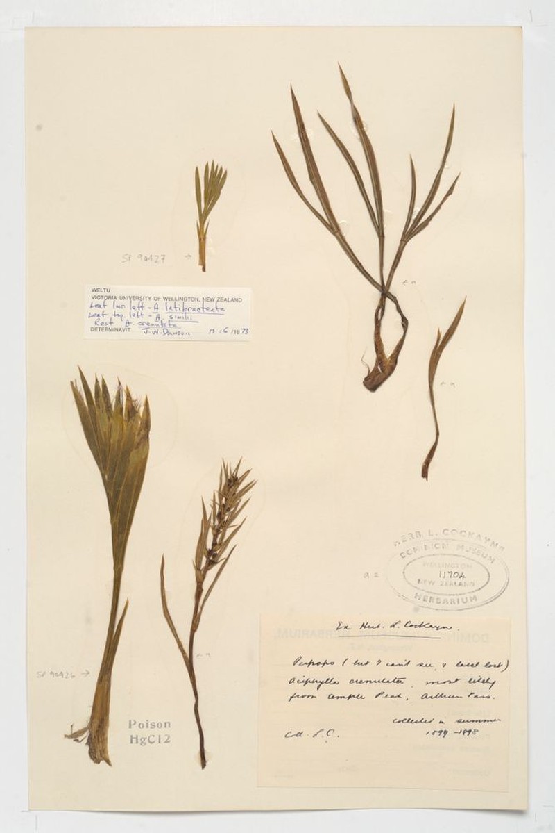Aciphylla latibracteata photo 2