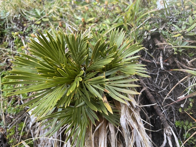 Aciphylla lecomtei