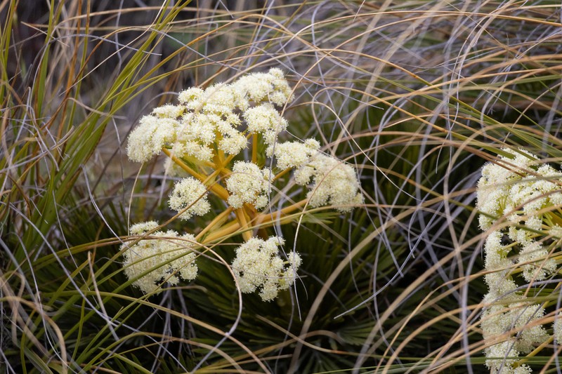 Aciphylla lecomtei photo 2