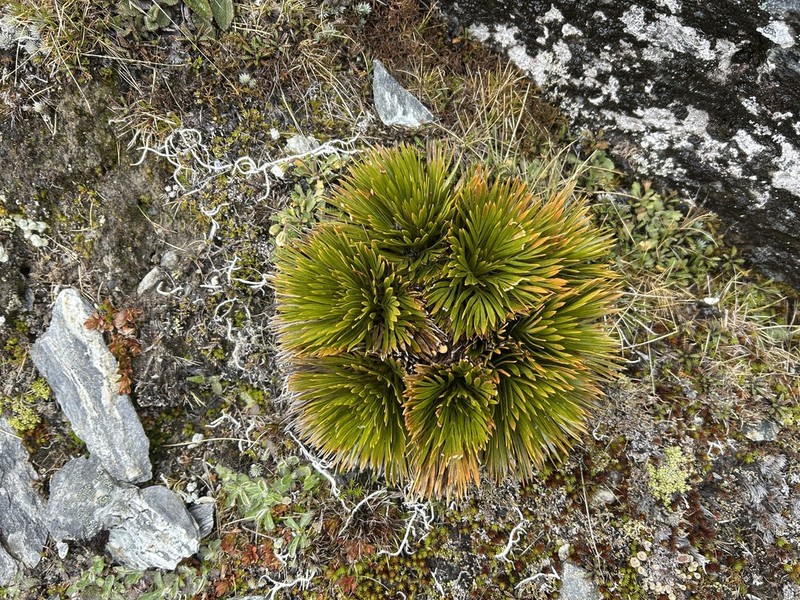Aciphylla lecomtei photo 3