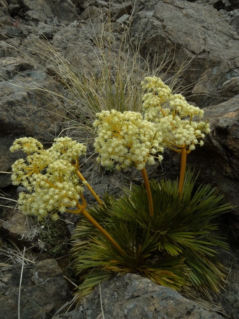 Aciphylla lecomtei photo 4