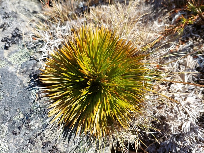 Aciphylla lecomtei photo 5
