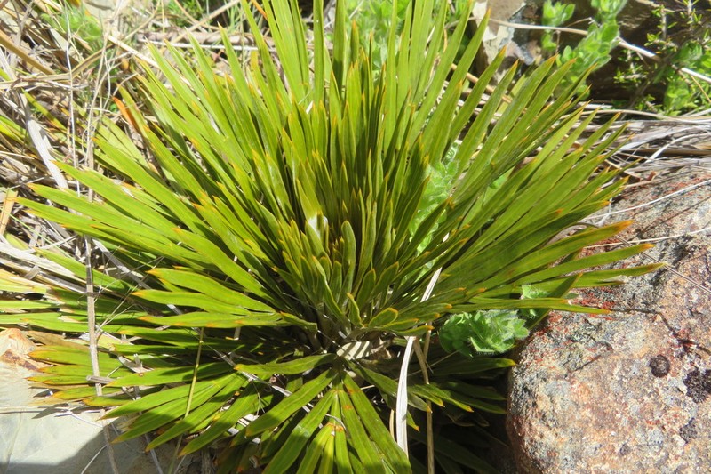 Aciphylla lecomtei photo 6