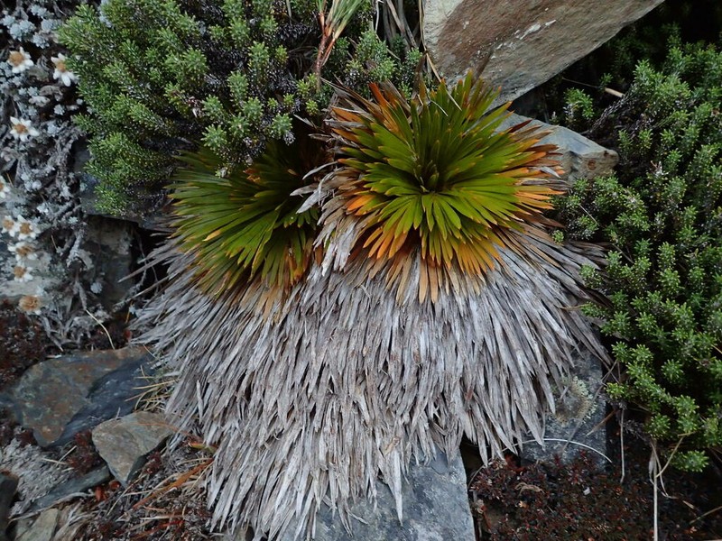 Aciphylla lecomtei photo 7