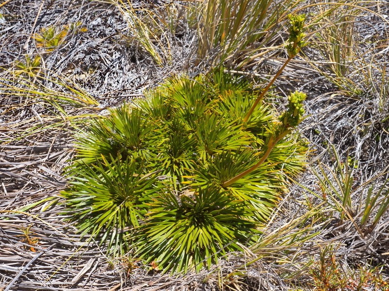 Aciphylla lecomtei photo 8