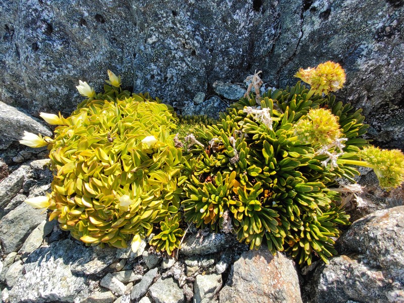 Aciphylla leighii photo 2