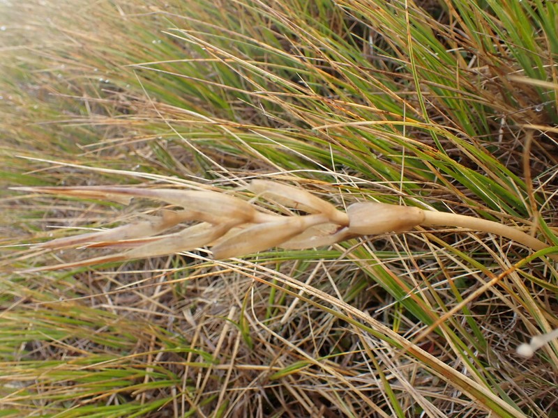 Aciphylla lyallii