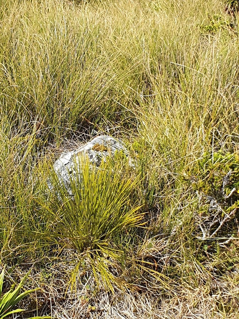 Aciphylla lyallii photo 2