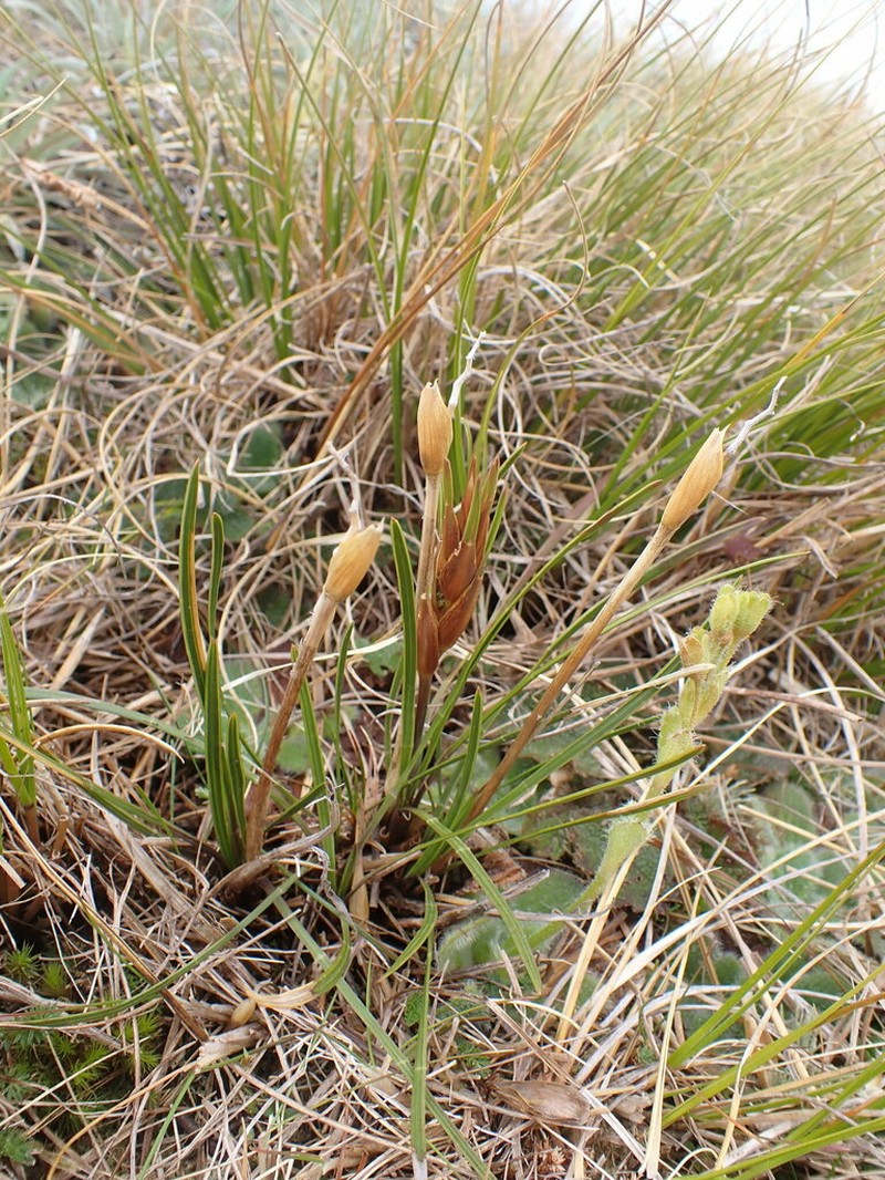 Aciphylla lyallii photo 3
