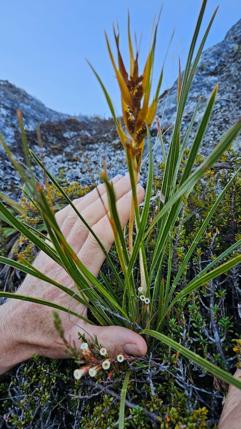 Aciphylla lyallii photo 6