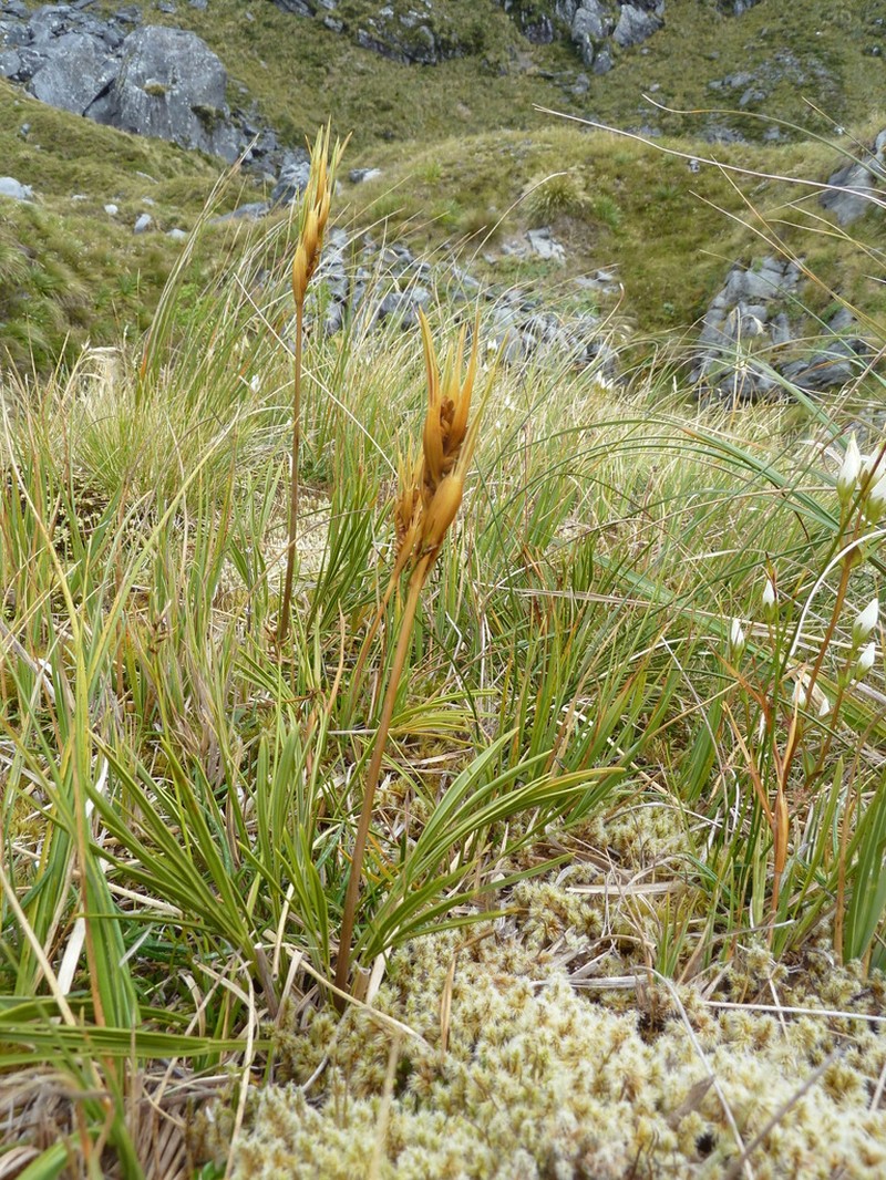 Aciphylla lyallii photo 8