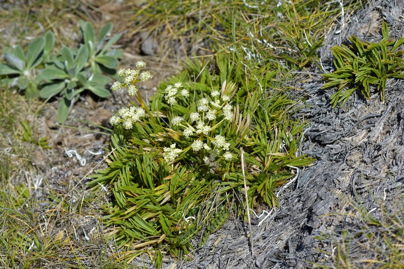 Aciphylla monroi photo 2