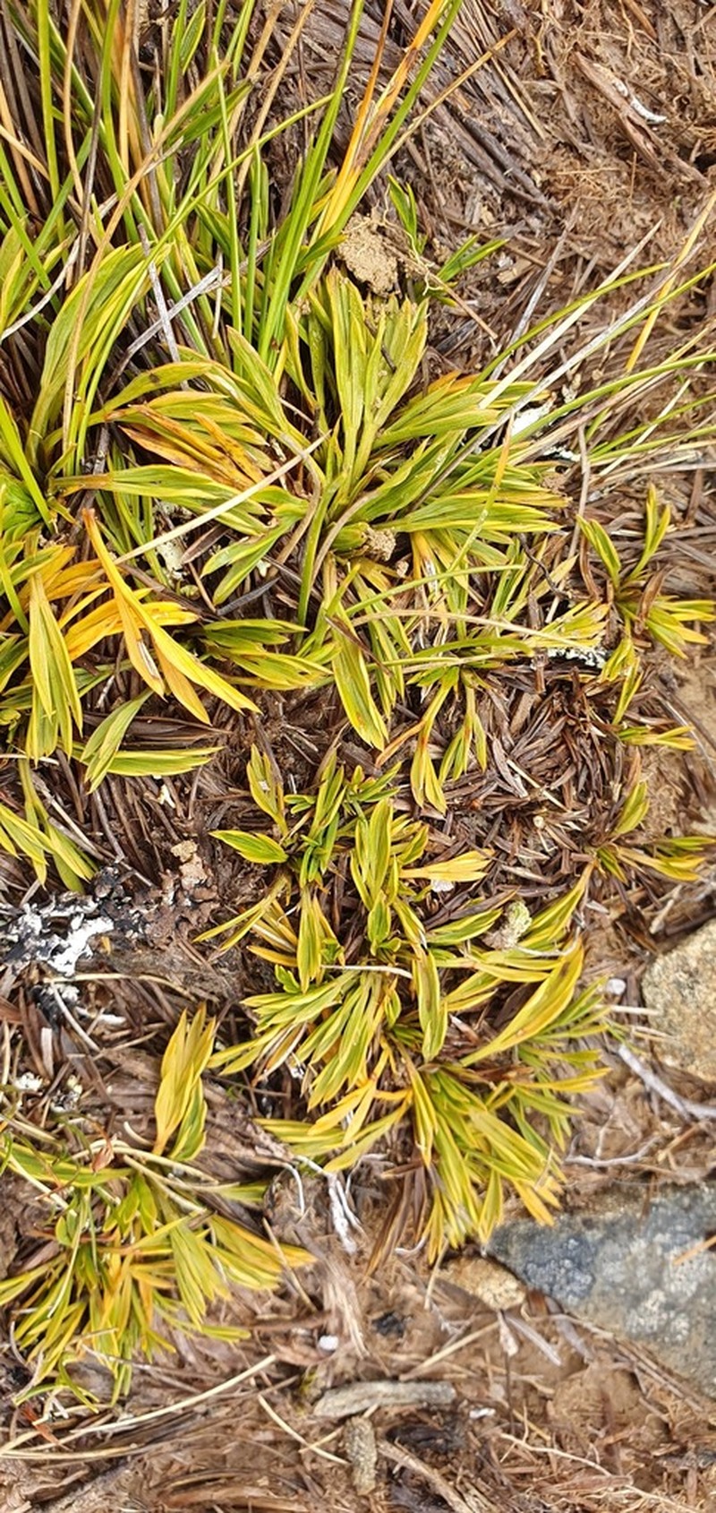 Aciphylla monroi photo 3