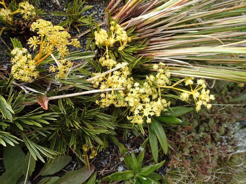 Aciphylla monroi photo 4
