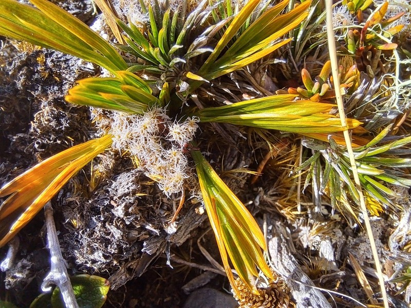 Aciphylla monroi photo 5