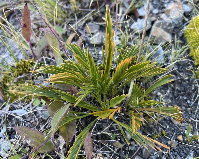 Aciphylla monroi photo 6